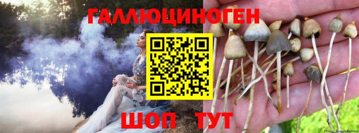Галлюциногенные грибы Psilocybe  Вход с VPN  Рославль 